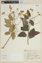 Solanum paniculatum image