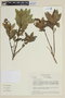 Solanum patulum image