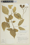 Solanum pendulum image