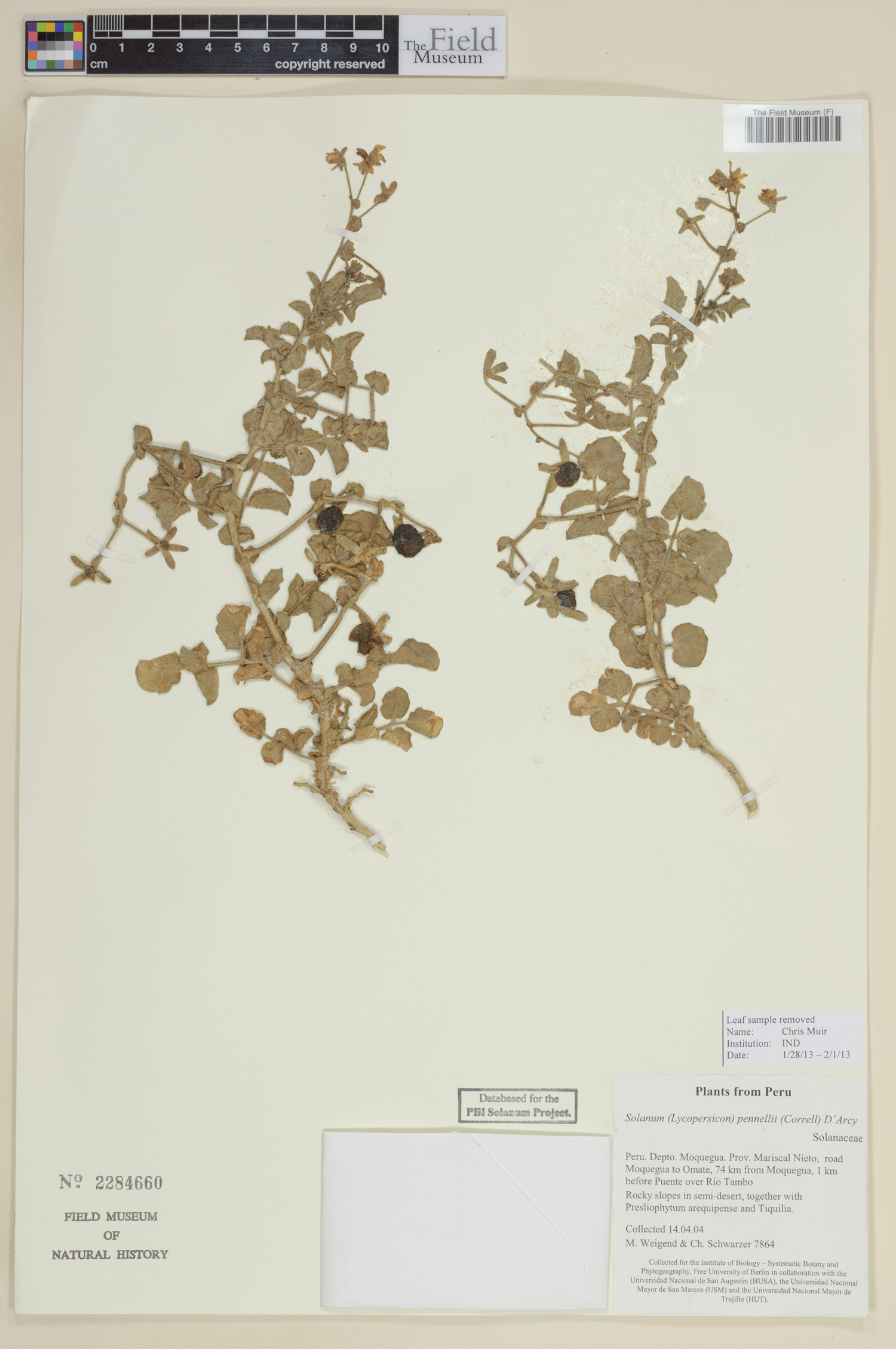 Solanum pennellii image