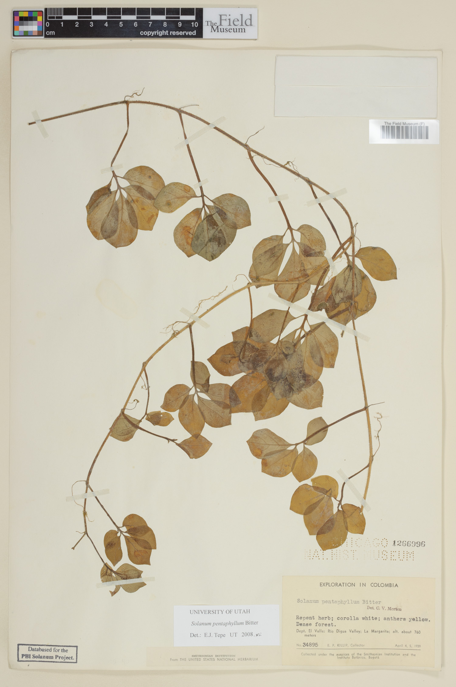 Solanum pentaphyllum image