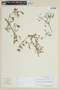 Solanum peruvianum image