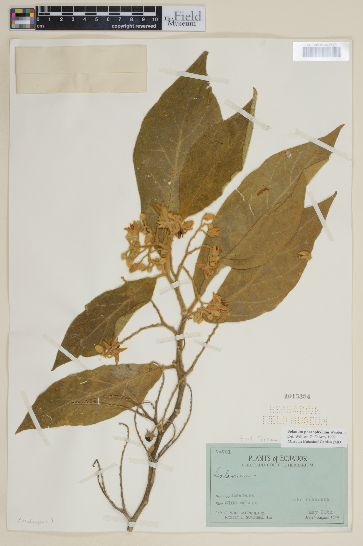 Solanum phaeophyllum image
