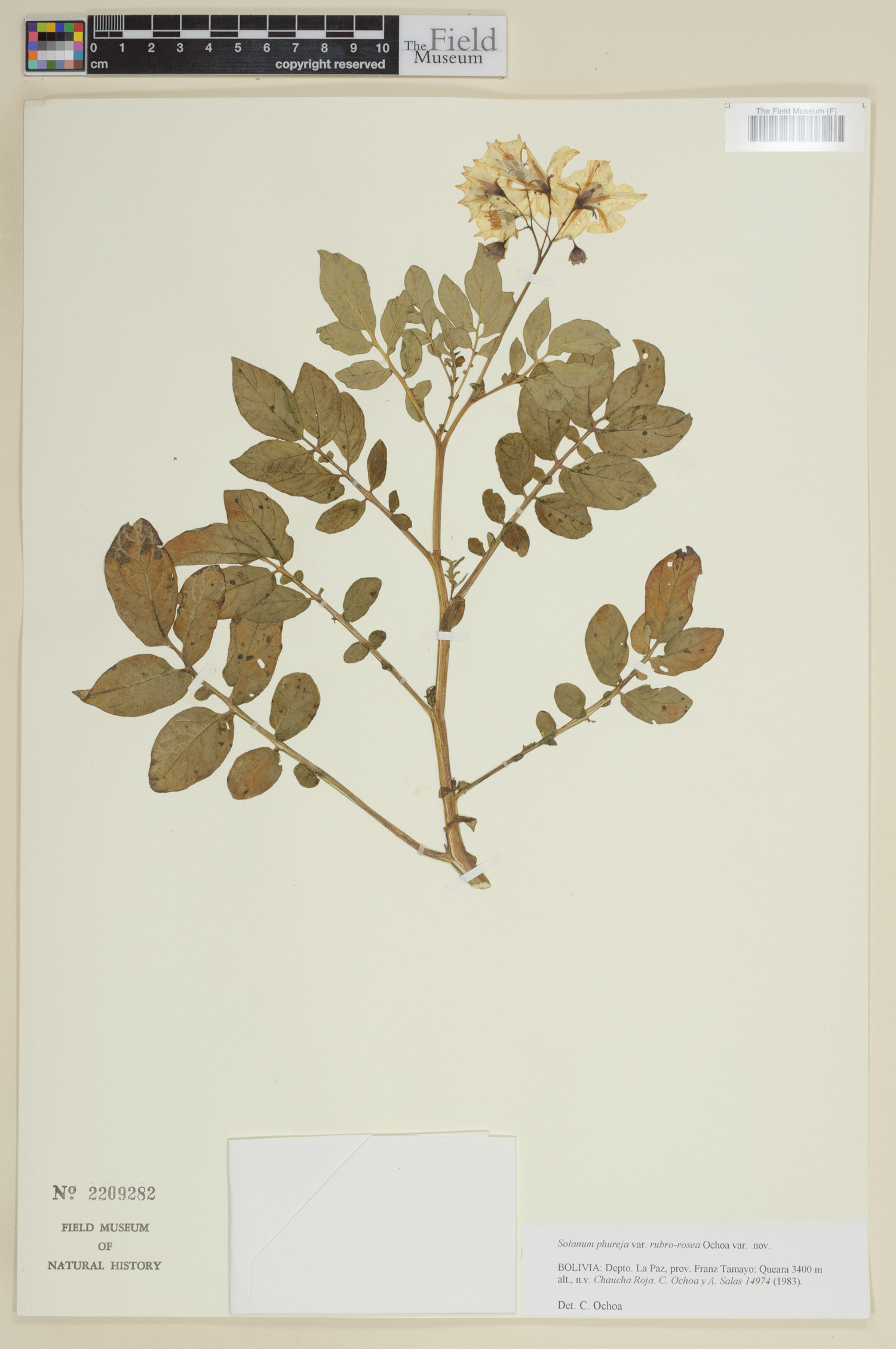 Solanum phureja var. rubroroseum image