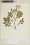 Solanum phureja var. rubroroseum image