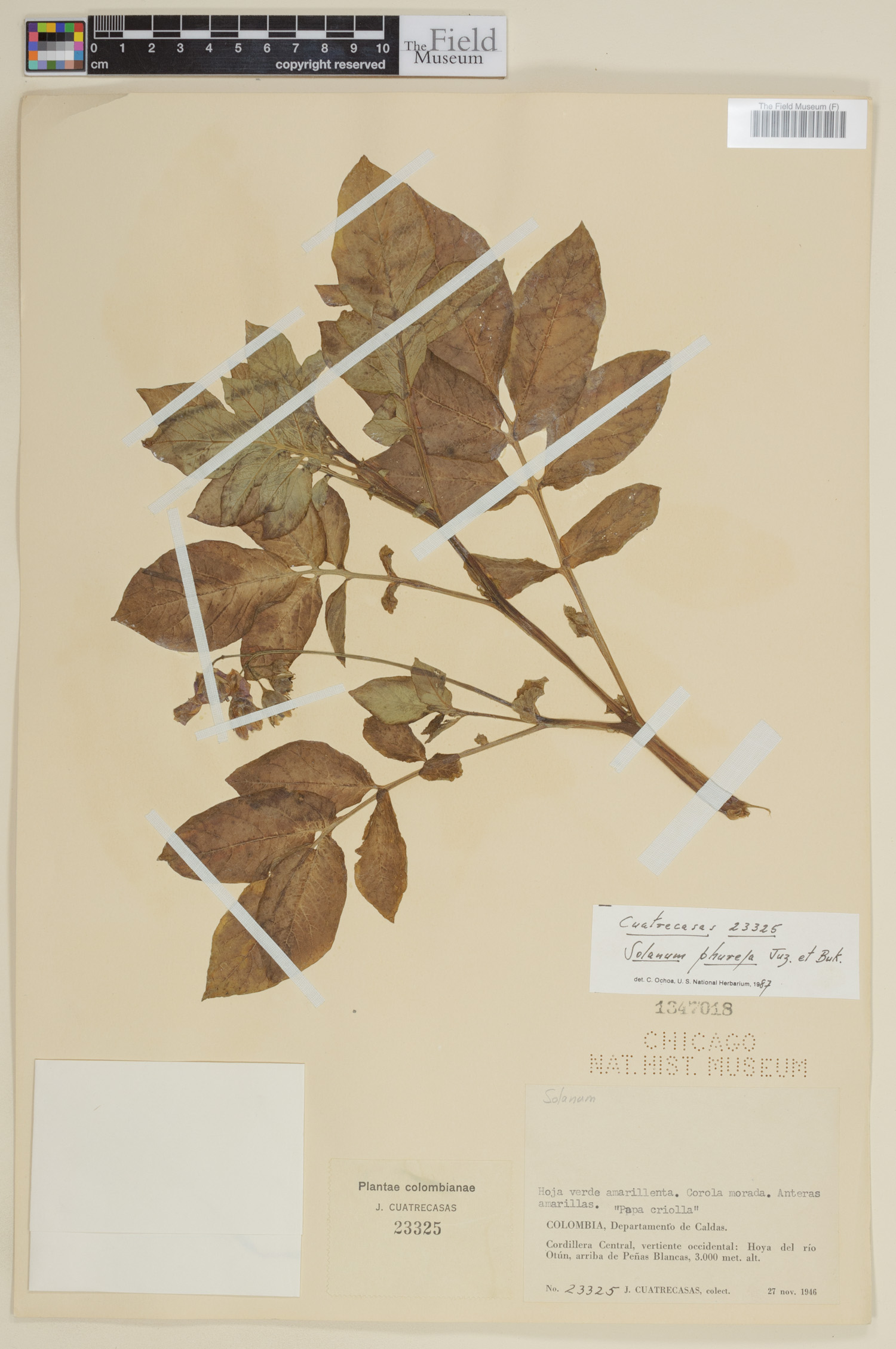 Solanum phureja image