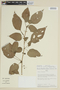 Solanum phytolaccoides image