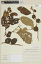 Solanum piluliferum image