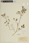 Solanum pimpinellifolium image