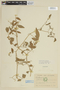 Solanum pimpinellifolium image