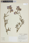 Solanum pinnatum image