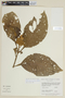 Solanum placitum image