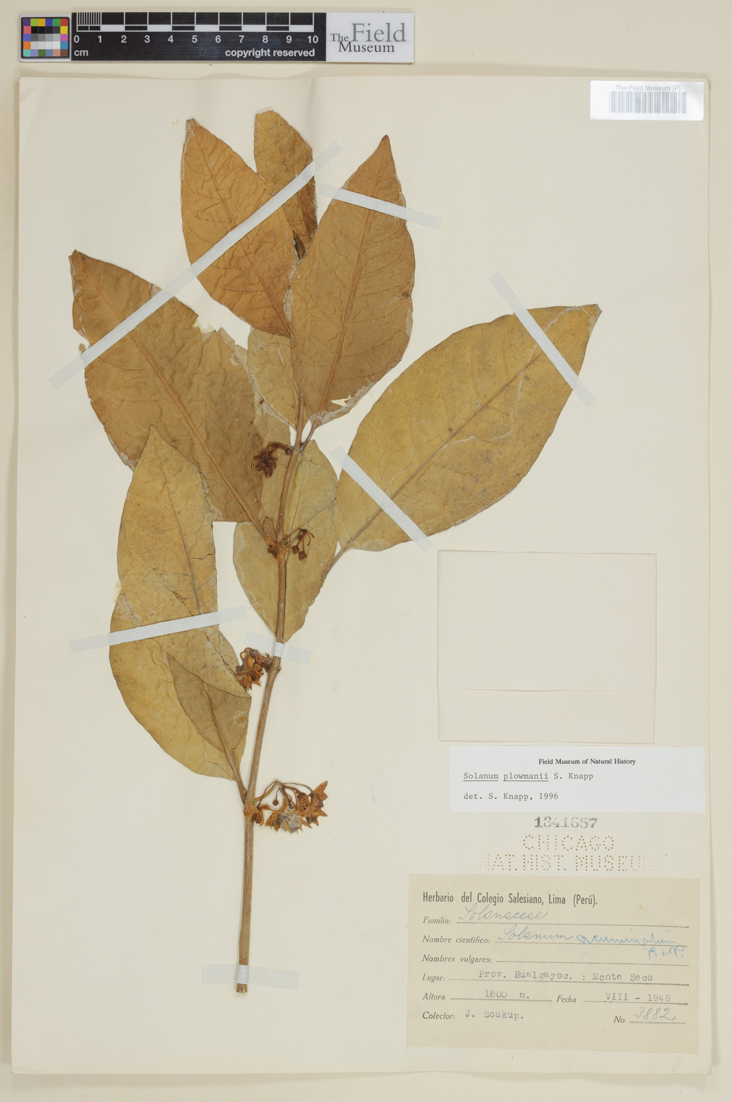 Solanum plowmanii image