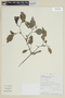 Solanum polytrichostylum image