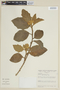 Solanum polytrichum image
