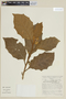 Solanum polytrichum image