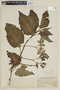 Solanum probolospermum image