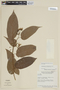 Solanum proteanthum image