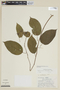 Solanum proteanthum image