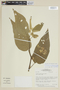 Solanum pseudoauriculatum image
