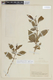 Solanum psychotrioides image