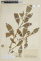 Solanum psychotrioides image
