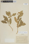 Solanum pseudoquina image