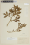 Solanum radicans image