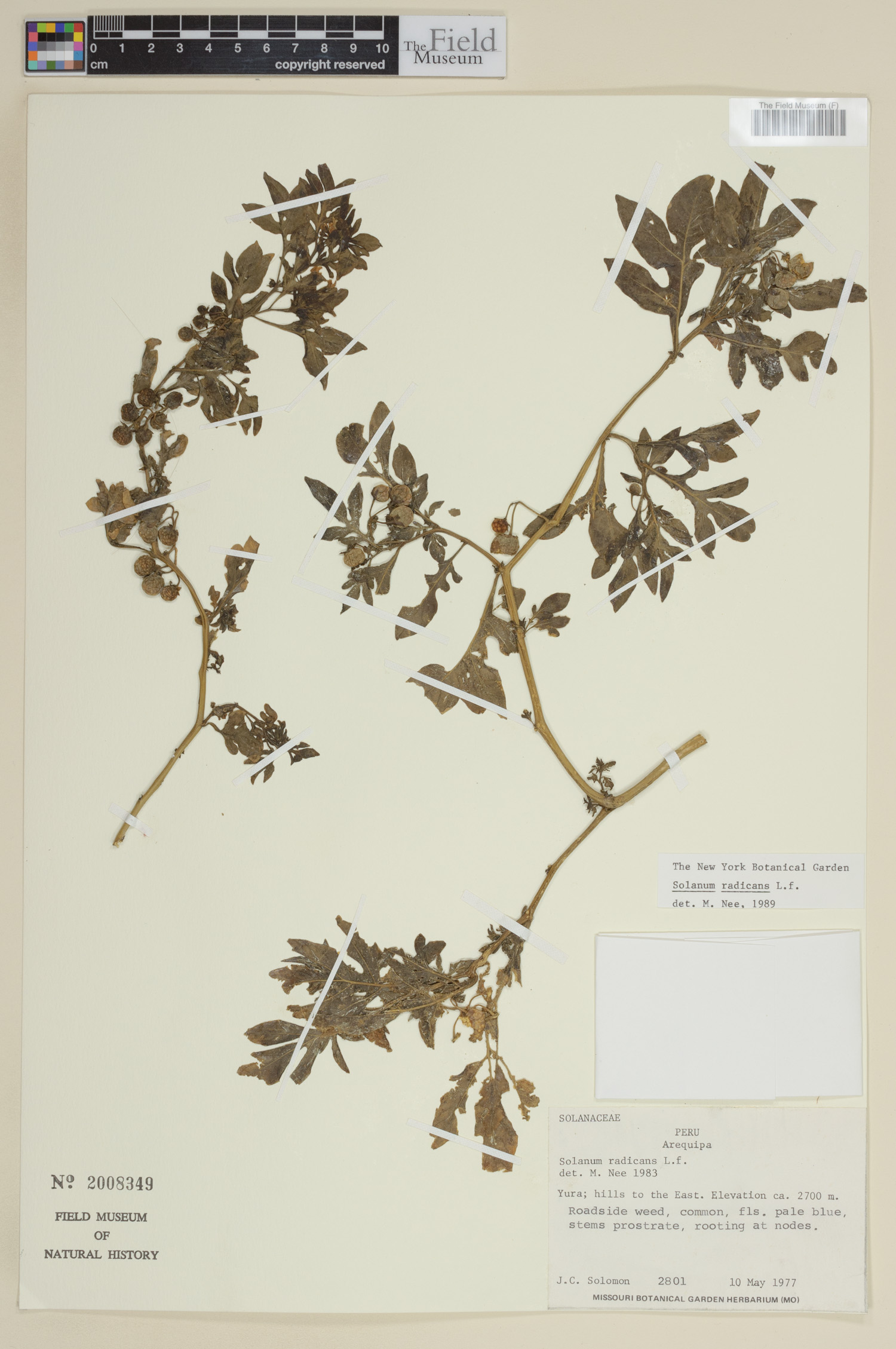 Solanum radicans image
