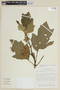 Solanum quaesitum image