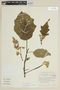 Solanum quaesitum image