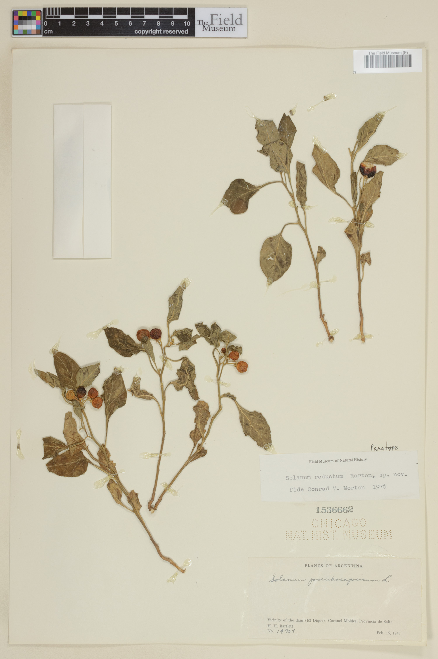 Solanum reductum image
