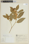 Solanum reitzii image