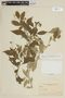 Solanum ramulosum image