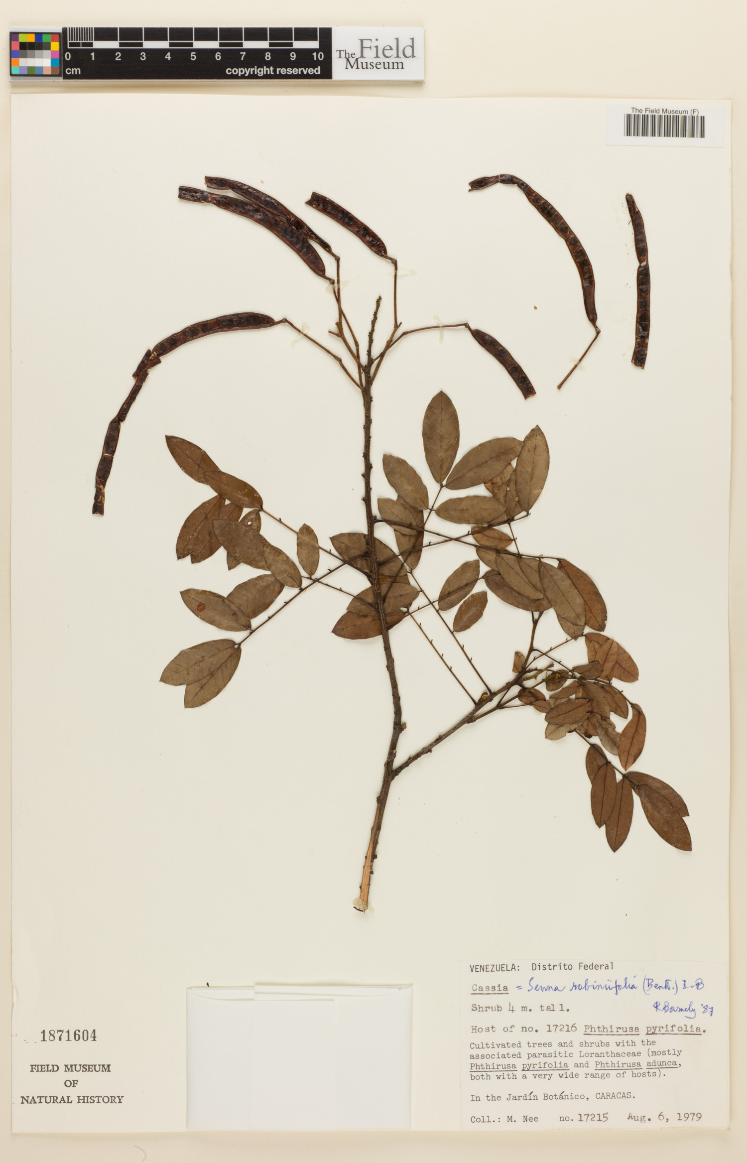 Senna robiniifolia image