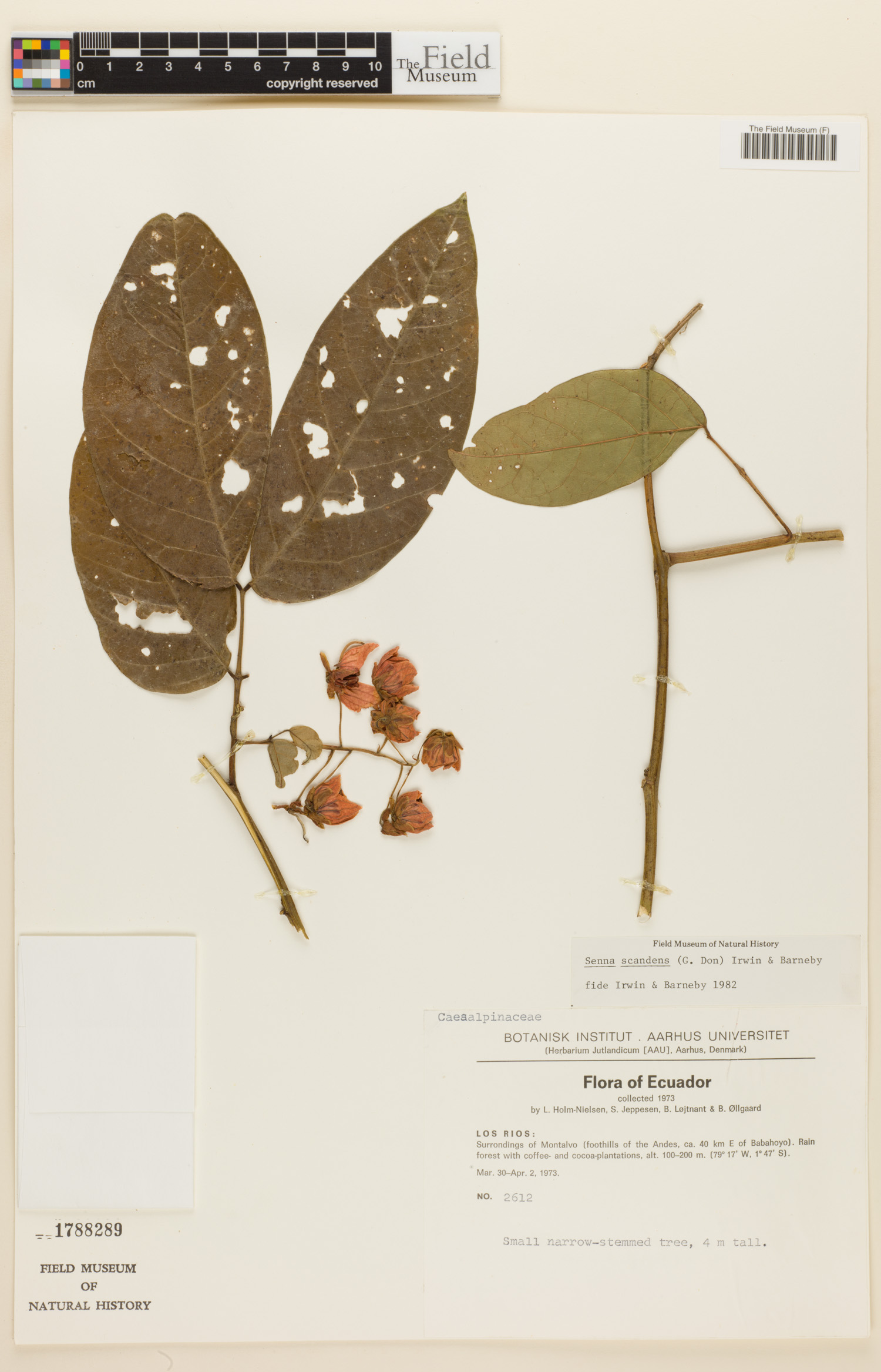 Senna scandens image