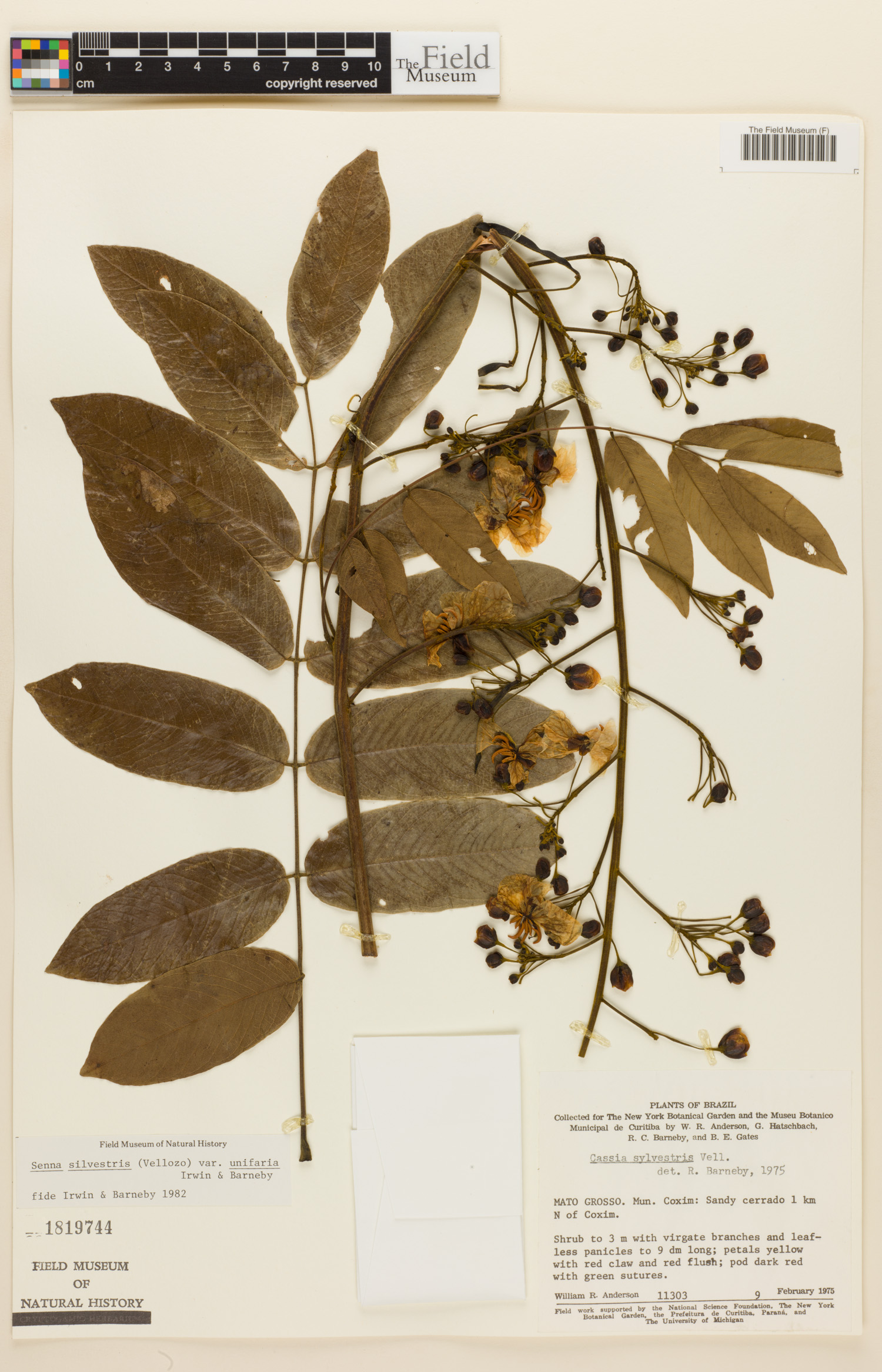Senna silvestris var. unifaria image