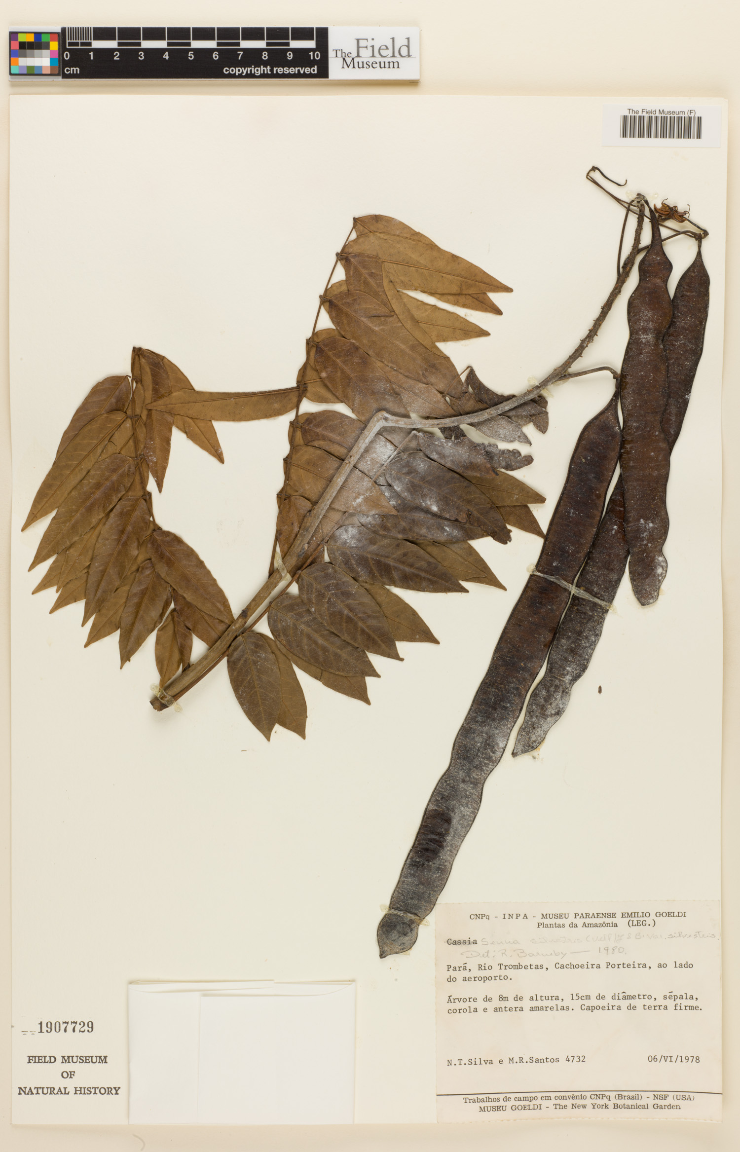 Senna silvestris image