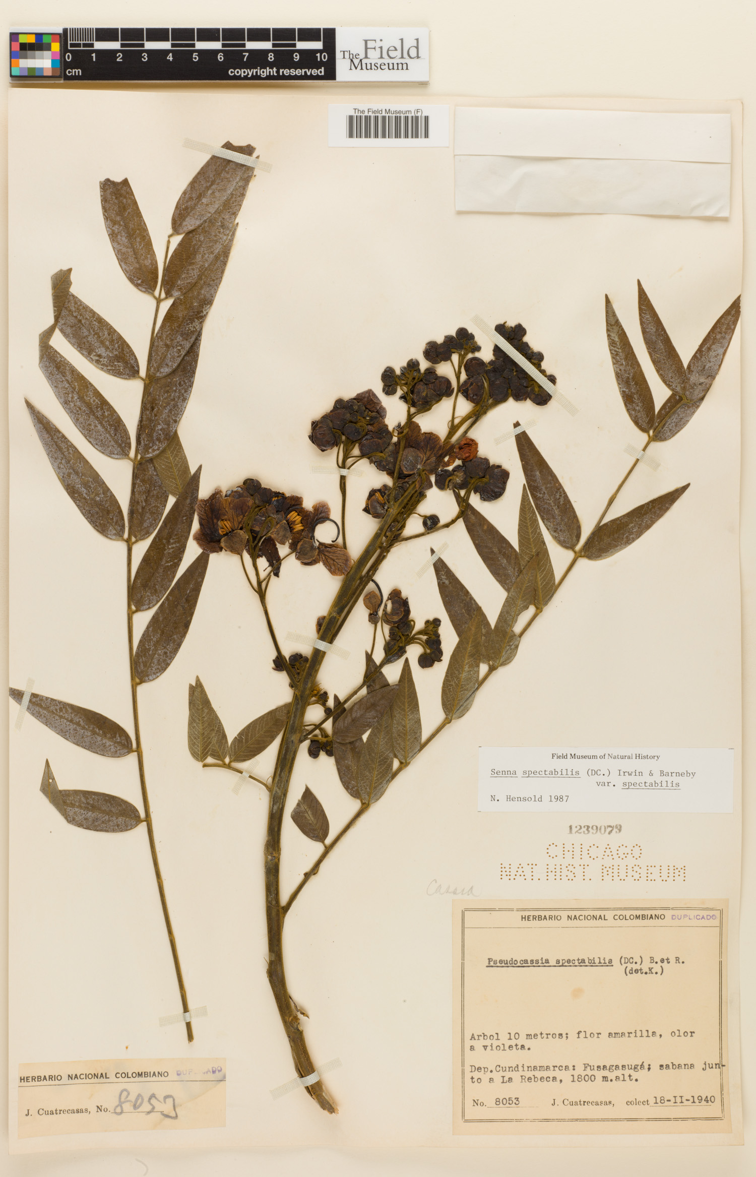 Senna spectabilis var. spectabilis image