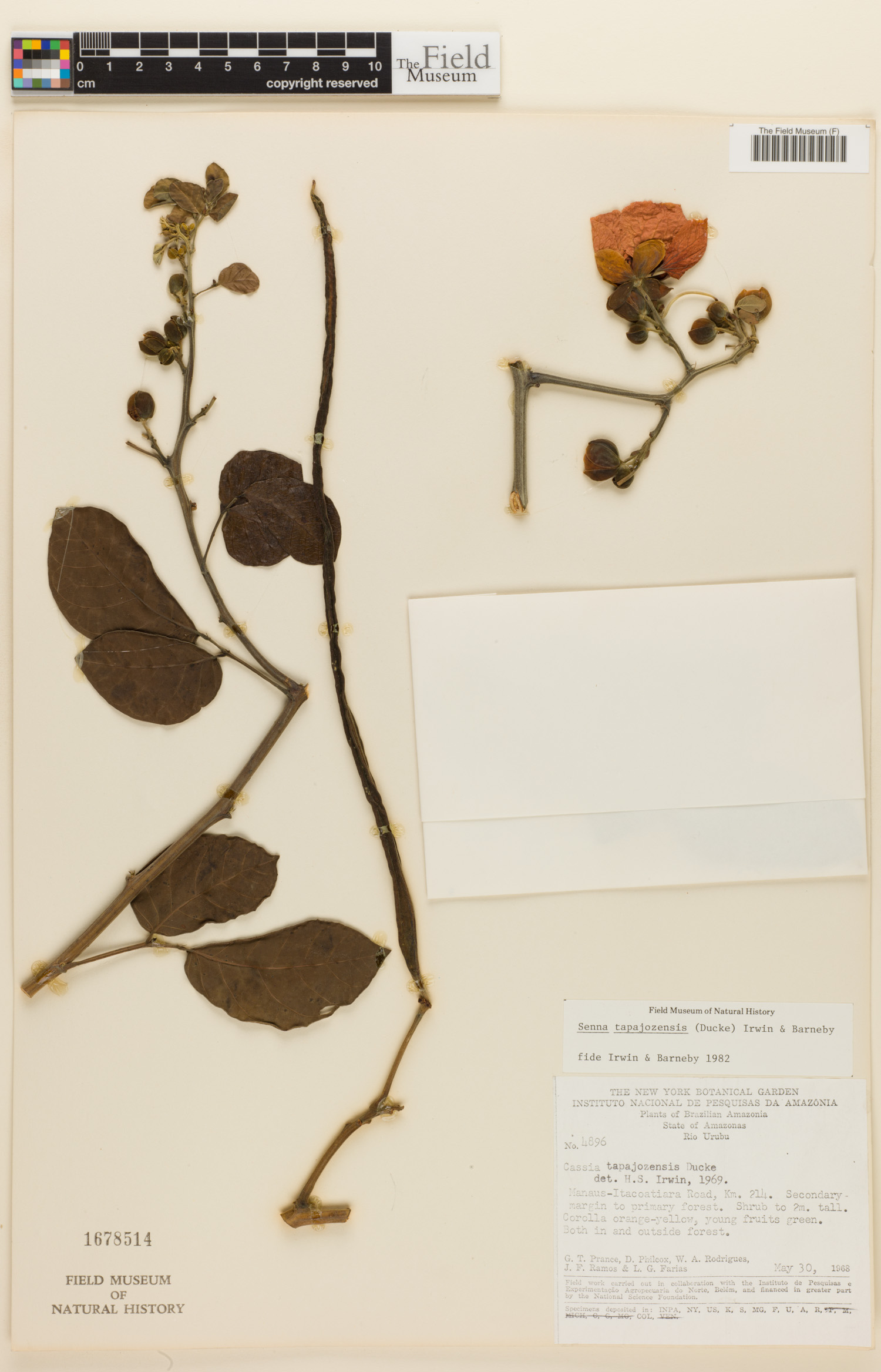 Senna tapajozensis image