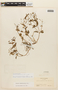 Aciotis acuminifolia image