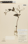 Aciotis acuminifolia image