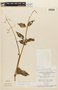 Aciotis circaeifolia image