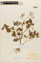 Aciotis olivieriana image