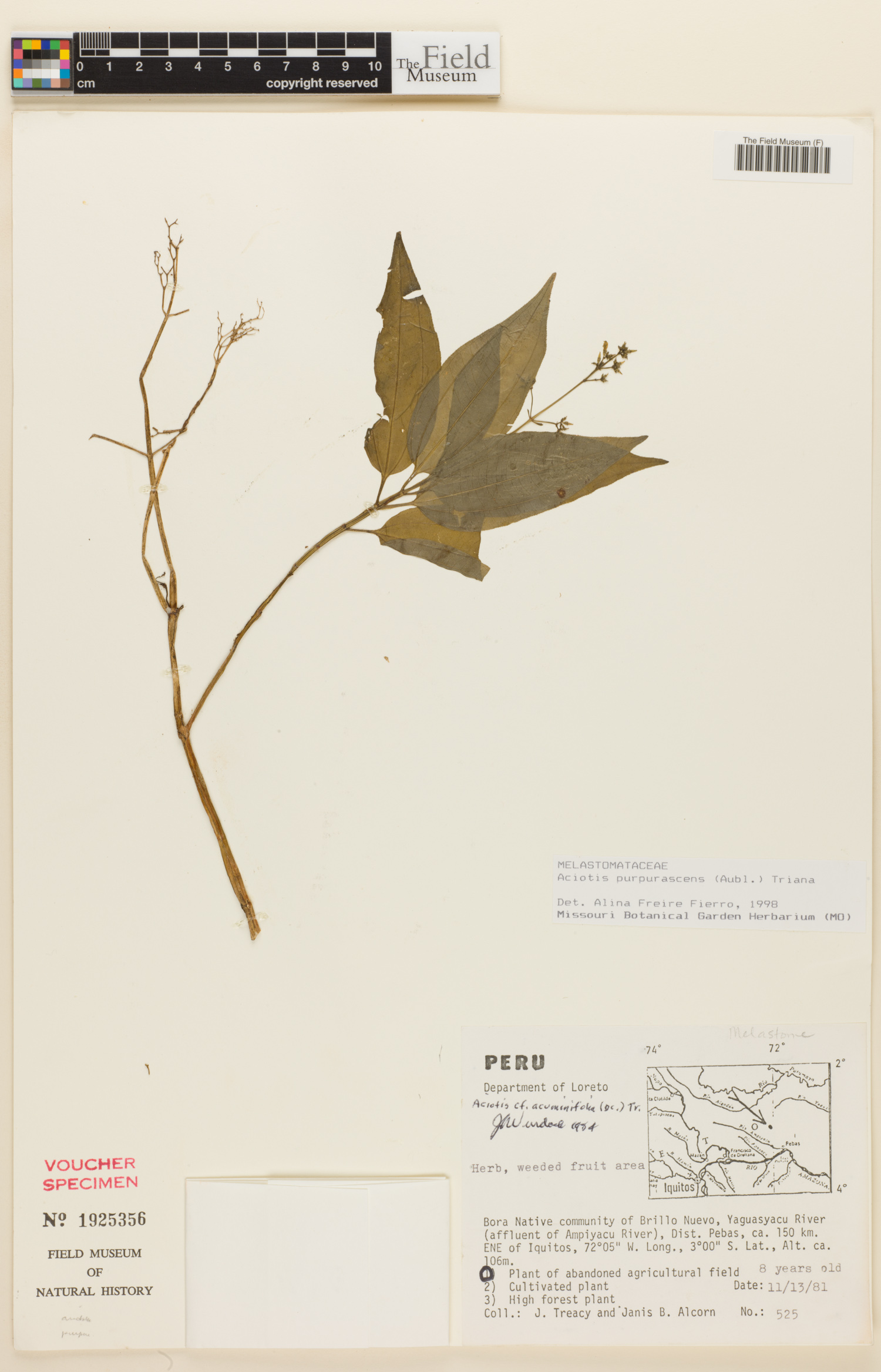 Aciotis purpurascens image