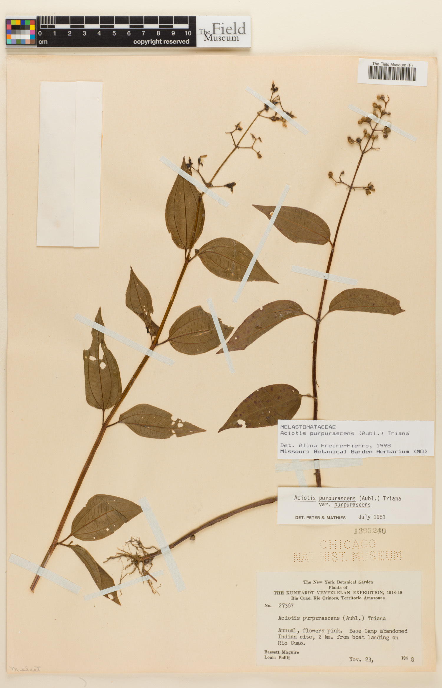 Aciotis purpurascens image