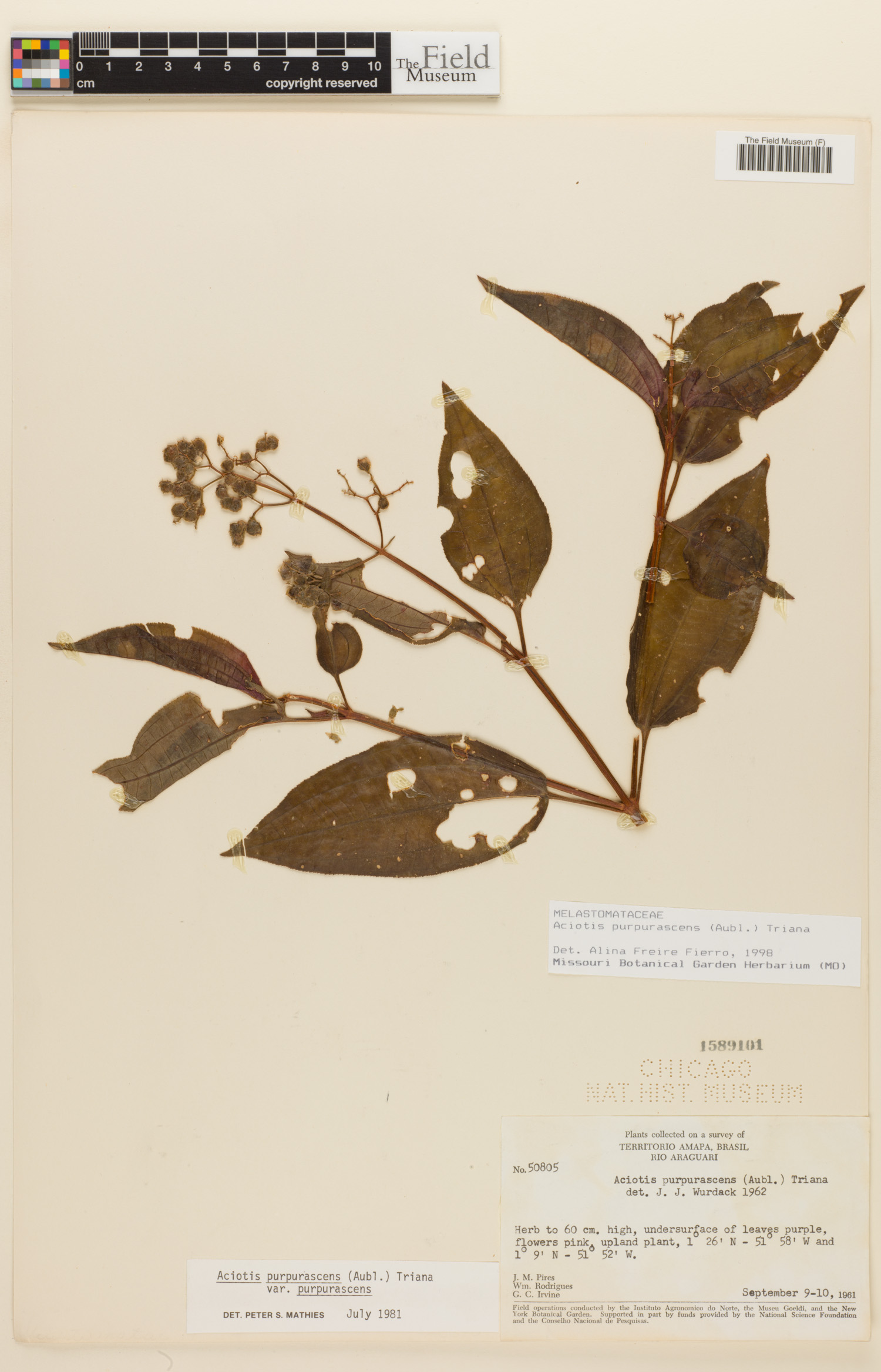 Aciotis purpurascens image