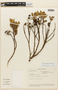 Axinaea macrophylla image