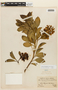 Axinaea oblongifolia image