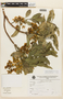 Axinaea oblongifolia image